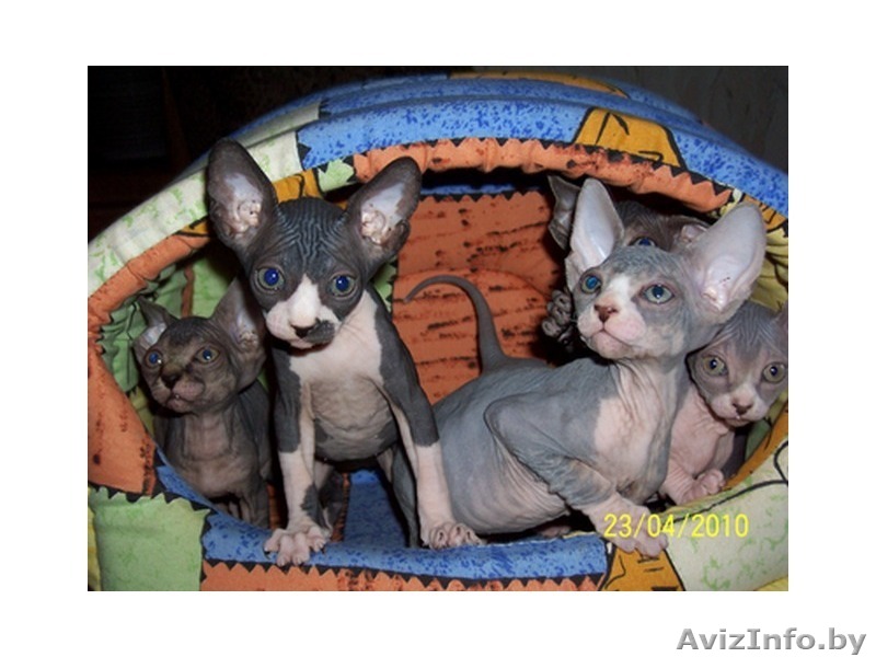 котята канадского сфинкса 1 - Изображение #1, Объявление #35186