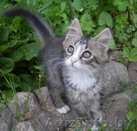 подарю замечательного котенка - Изображение #1, Объявление #41311