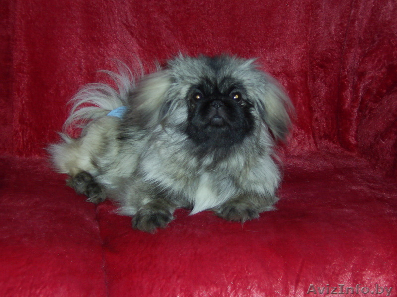 Продам собаку                            - Изображение #1, Объявление #59276