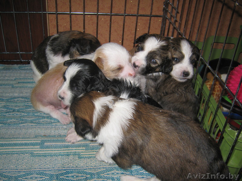 китайская хохлатая собака щенки голые и пуховые - Изображение #1, Объявление #70523