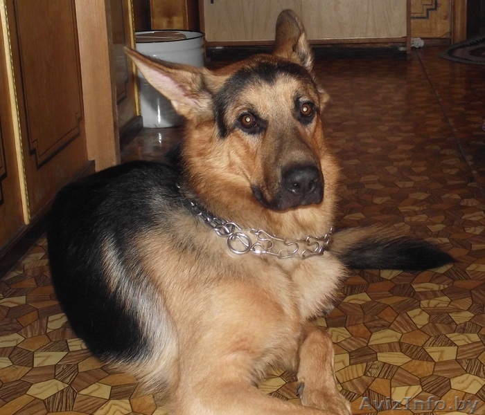 вязка кобеля немецкой овчарки - Изображение #1, Объявление #347861