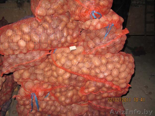 Овощи оптом (картофель, свекла столовая) - Изображение #1, Объявление #524976