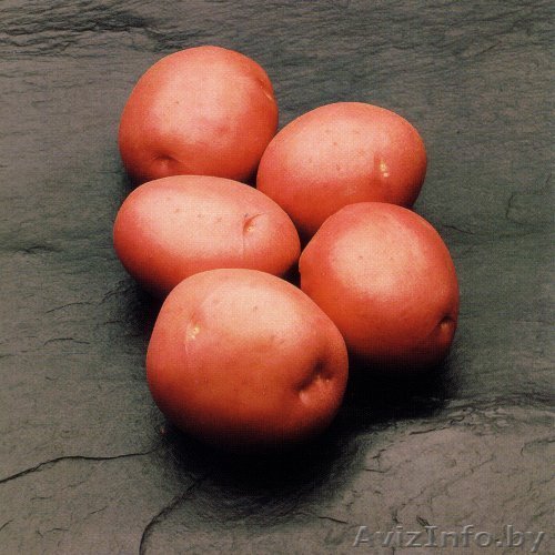 Продам картофель "Кураж"  - Изображение #1, Объявление #772228