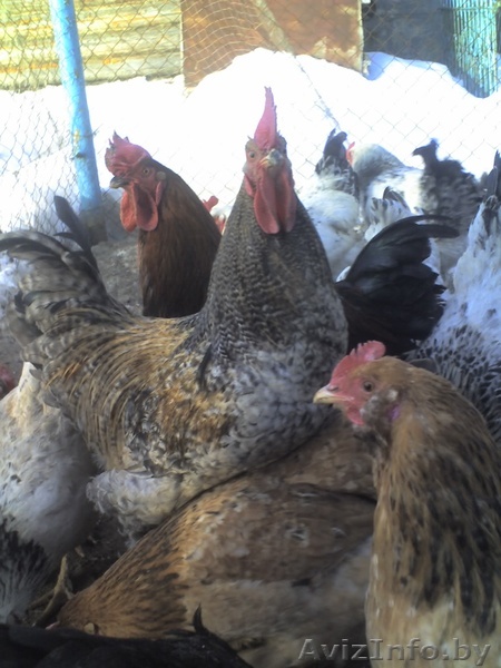 Продам молодых петухов - Изображение #1, Объявление #851080