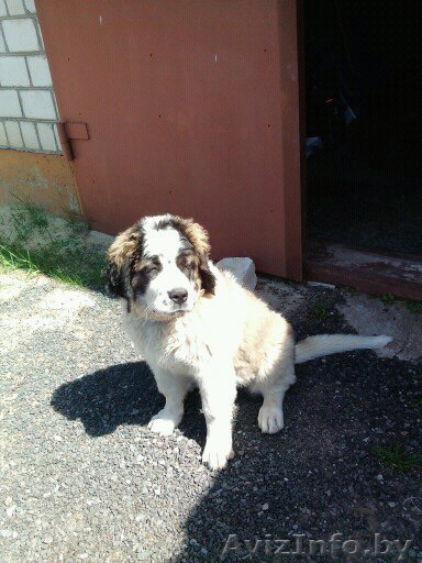 Продается щенок московской сторожевой - Изображение #1, Объявление #1006516