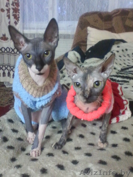 ОЧЕНЬ СРОЧНО продам Донских Сфинксов - Изображение #1, Объявление #1064122