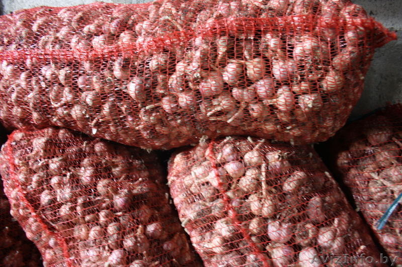 Озимый чеснок "Любаша" - Изображение #1, Объявление #1157294