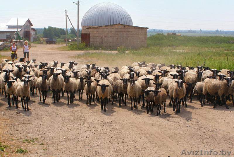Продаю племенных овец романовской породы - Изображение #1, Объявление #1160322
