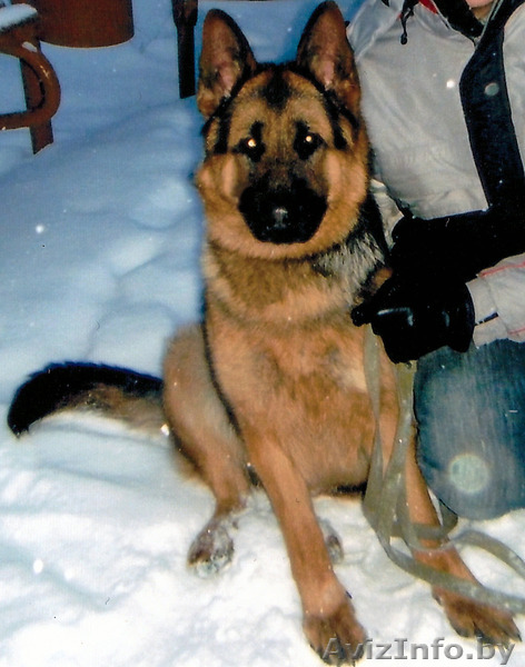 Пропала овчарка (кобель) - Изображение #1, Объявление #1164283