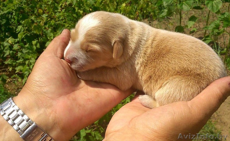 щенок в дар SOS - Изображение #1, Объявление #1280854