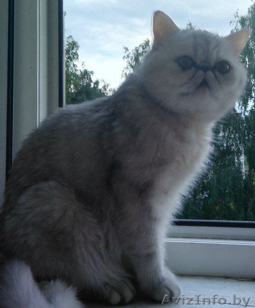 Нужен кот экзот экстримал для вязки.  - Изображение #1, Объявление #1334422