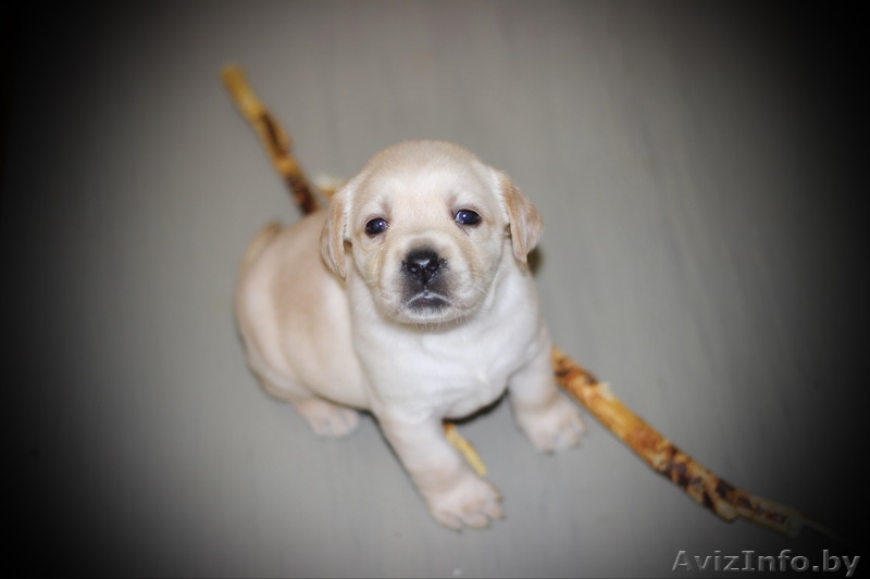 Щенки лабрадора с родословной от титулованных родителей - Изображение #1, Объявление #1361632