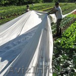 Спанбонд,Спанбел нетканое укрывное полотно для парников,грядок,деревьев,кустов - Изображение #1, Объявление #1372251