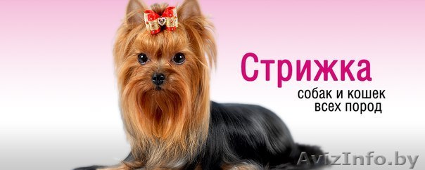 Стрижка котов и собак всех пород - Изображение #1, Объявление #1460905