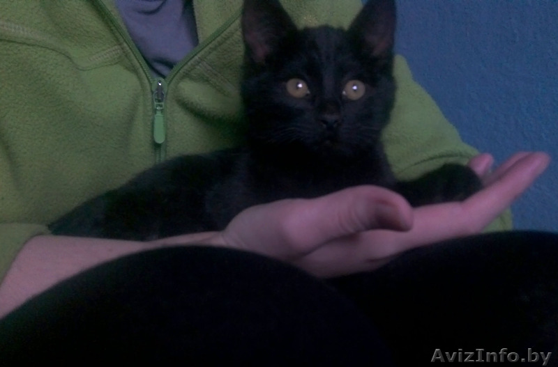 КОМОЧЕК СЧАСТЬЯ ДЛЯ ВАС - Изображение #1, Объявление #1509667