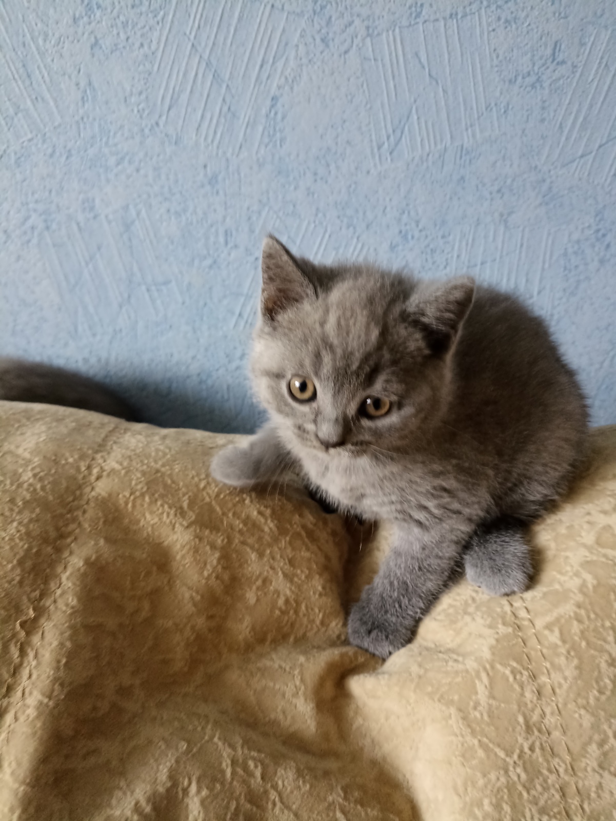 Голубая британская кошечка - Изображение #1, Объявление #1725037