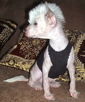 Китаёзы                     - Изображение #2, Объявление #79687