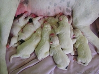 элитные щенки американского бульдога - Изображение #1, Объявление #111683