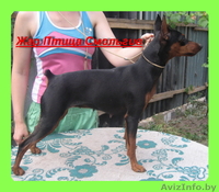 Продам щенков Цвергпинчера!!! - Изображение #1, Объявление #122856