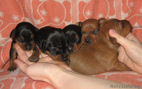 Продам щенков Цвергпинчера!!! - Изображение #3, Объявление #122856