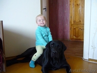 Щенки лабрадора от родителей чемпионов палевого и черного окрасов - Изображение #1, Объявление #122796