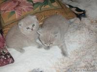 Продам красивых котят. - Изображение #1, Объявление #173221