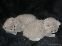 Продам красивых котят. - Изображение #2, Объявление #173221