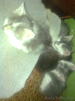 домашние котята!!!!!!!!! - Изображение #2, Объявление #251955