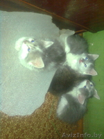 домашние котята!!!!!!!!! - Изображение #3, Объявление #251955