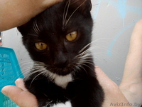 Котенок в добрые руки - Изображение #4, Объявление #297461