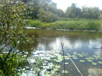  Усадьба "ЛИЛИЯ" - Изображение #9, Объявление #44424