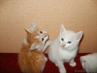 котят в хорошие руки  - Изображение #1, Объявление #675818