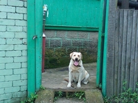 продам щенков с родословной - Изображение #5, Объявление #779935