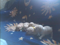 продам щенков с родословной - Изображение #1, Объявление #779935