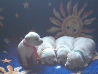 продам щенков с родословной - Изображение #2, Объявление #779935