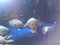 продам щенков с родословной - Изображение #4, Объявление #779935