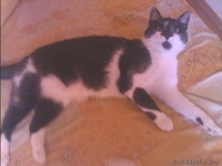 Отдам очаровательную кошечку в добрые руки - Изображение #2, Объявление #796374