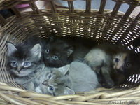  красивые котята - Изображение #1, Объявление #784393
