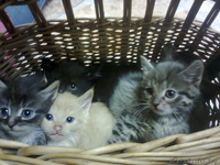  классные котята!!!!!!!! Отдам в хорошие руки !!!!!!!! - Изображение #3, Объявление #784485