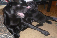 ЛАБРАДОР-РЕТРИВЕР!!! - Изображение #6, Объявление #821058