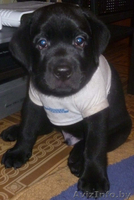 ЛАБРАДОР-РЕТРИВЕР!!! - Изображение #1, Объявление #821058