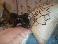 ЩЕНОК МАЛОЙ ПОРОДЫ. - Изображение #2, Объявление #925249