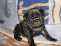 элитные подрощенные щенки мопса с отличной родословной - Изображение #2, Объявление #1034490