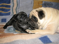 элитные подрощенные щенки мопса с отличной родословной - Изображение #6, Объявление #1034490