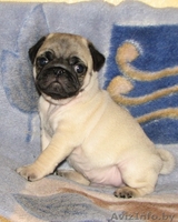 элитные подрощенные щенки мопса с отличной родословной - Изображение #5, Объявление #1034490