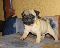 элитные подрощенные щенки мопса с отличной родословной - Изображение #4, Объявление #1034490