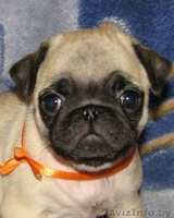 элитные подрощенные щенки мопса с отличной родословной - Изображение #3, Объявление #1034490