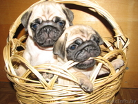 элитные подрощенные щенки мопса с отличной родословной - Изображение #1, Объявление #1034490