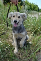 Чарлик скромный мальчик в дар - Изображение #1, Объявление #1138012