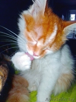 Маленькая, Не наглая "рыжая мордочка" ищет дом!!! - Изображение #1, Объявление #1139335